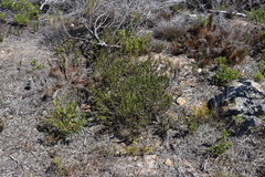 Lobostemon collinus (Lobostemon collinus)
