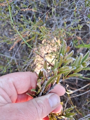 Lobostemon collinus (Lobostemon collinus)