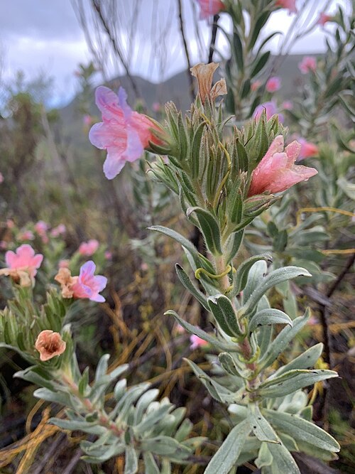Lobostemon curvifolius: Lobostemon curvifolius from Flower Valley Conservation Trust