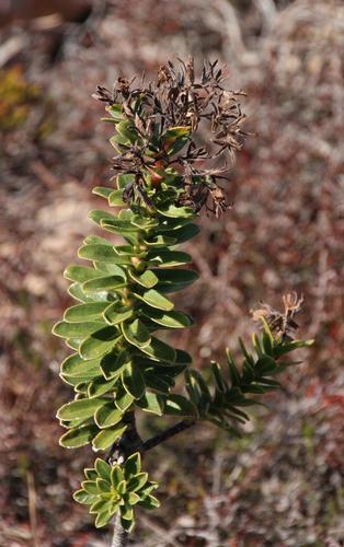 Lobostemon daltonii (Lobostemon daltonii)