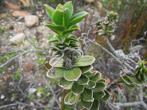 Lobostemon daltonii (Lobostemon daltonii)