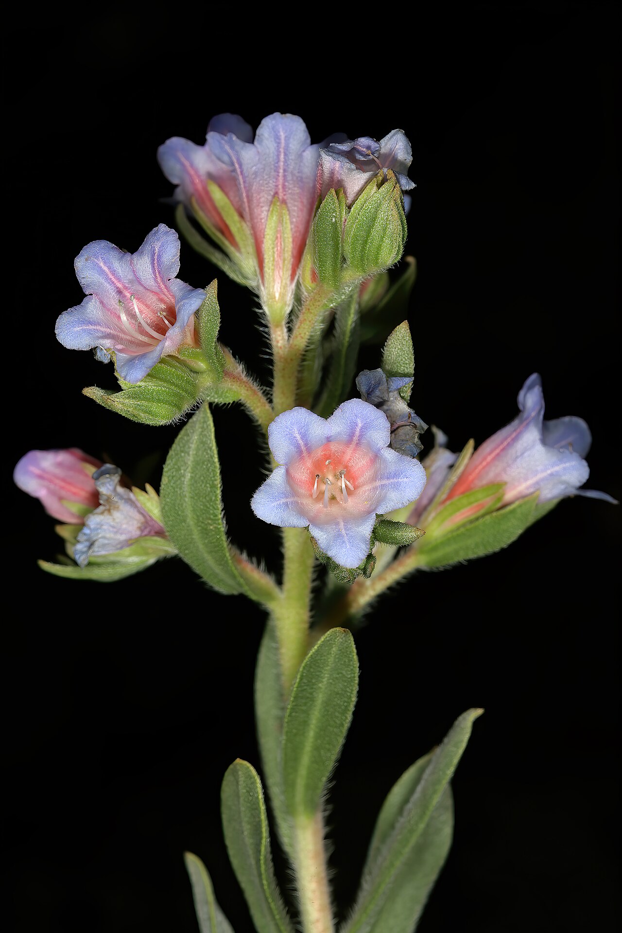 Lobostemon fruticosus: Lobostemon fruticosus , flowers; Manie van der Schijff Botanical Garden, University of Pretoria, Pretoria, Gauteng, South Africa