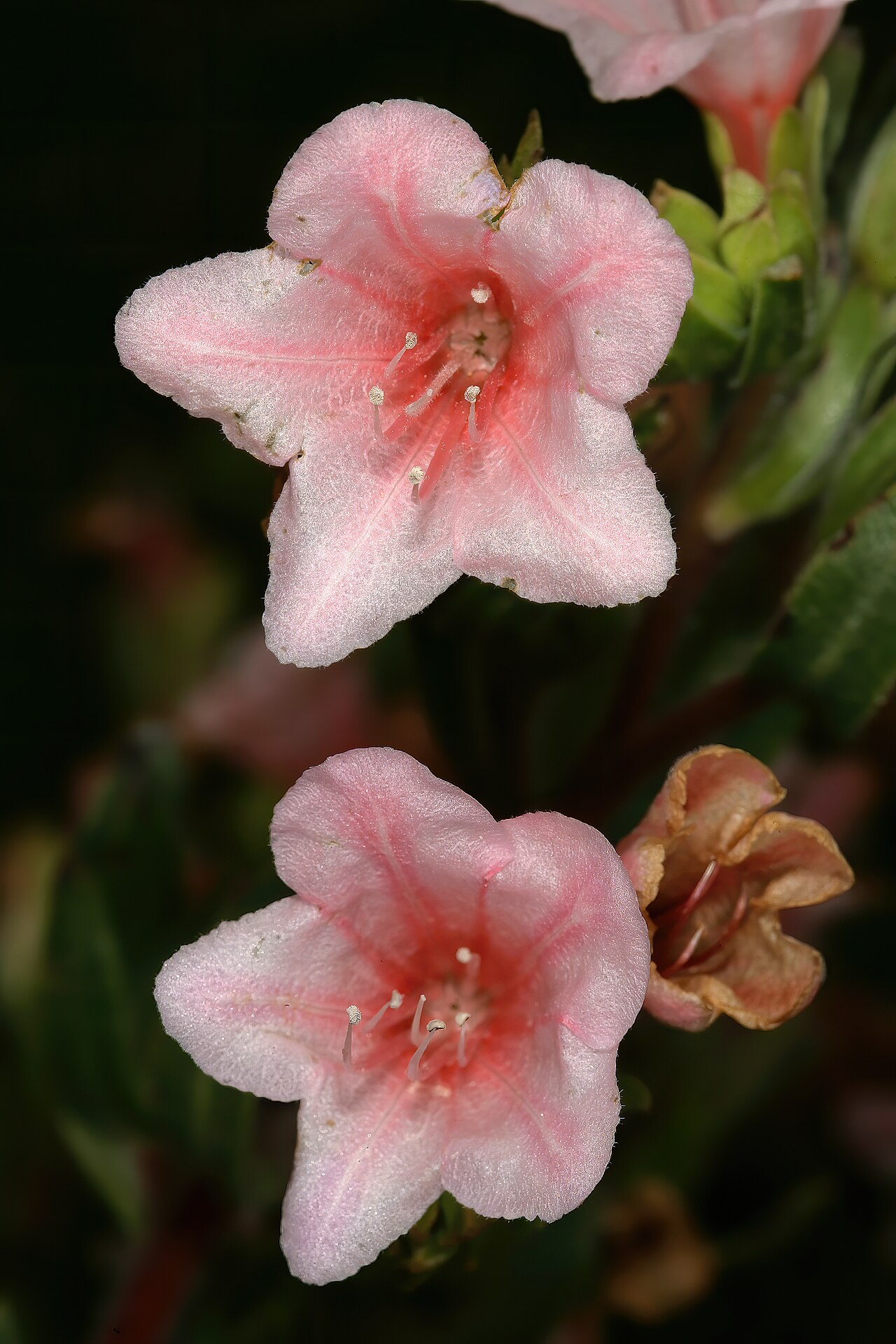 Lobostemon fruticosus: Lobostemon fruticosus , flowers (pink-flowered form); between Mamre and Darling, Western Cape, South Africa