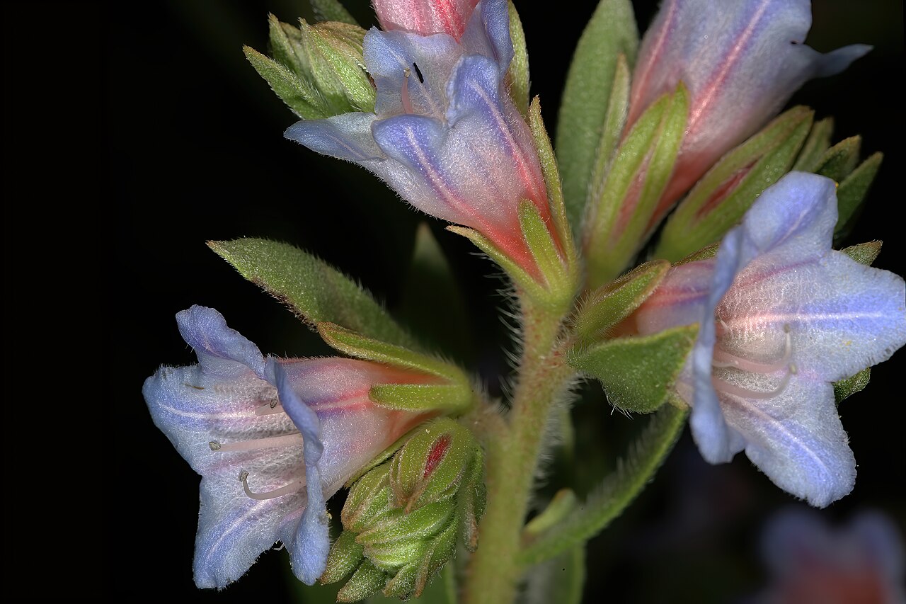 Lobostemon fruticosus: Lobostemon fruticosus , flowers; Manie van der Schijff Botanical Garden, University of Pretoria, Pretoria, Gauteng, South Africa