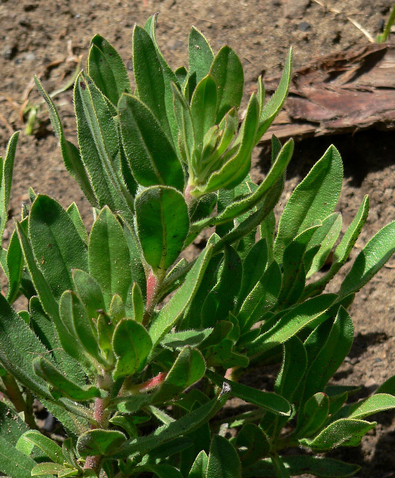 Lobostemon fruticosus: Lobostemon fruticosus at the San Francisco Botanical Garden