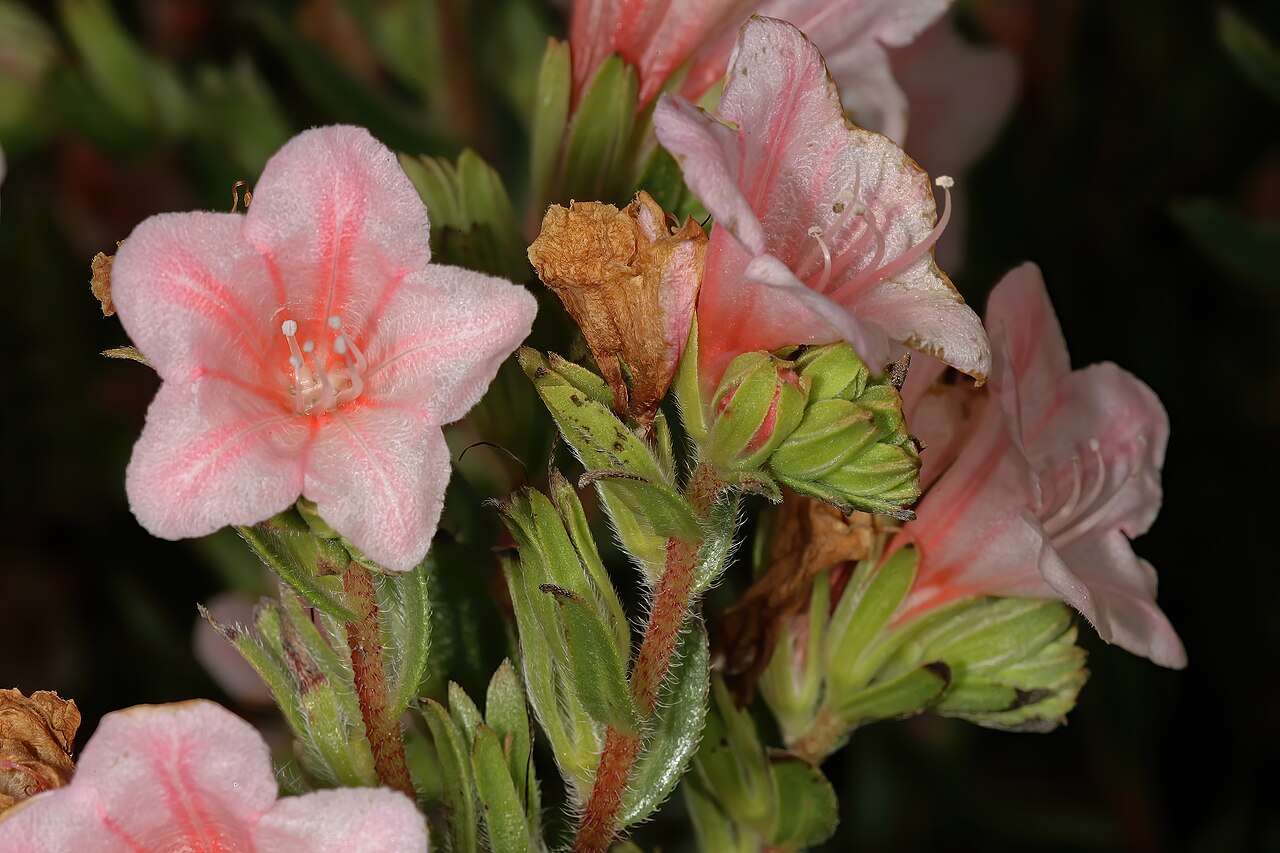 Lobostemon fruticosus: Lobostemon fruticosus , flowers (pink-flowered form); between Mamre and Darling, Western Cape, South Africa