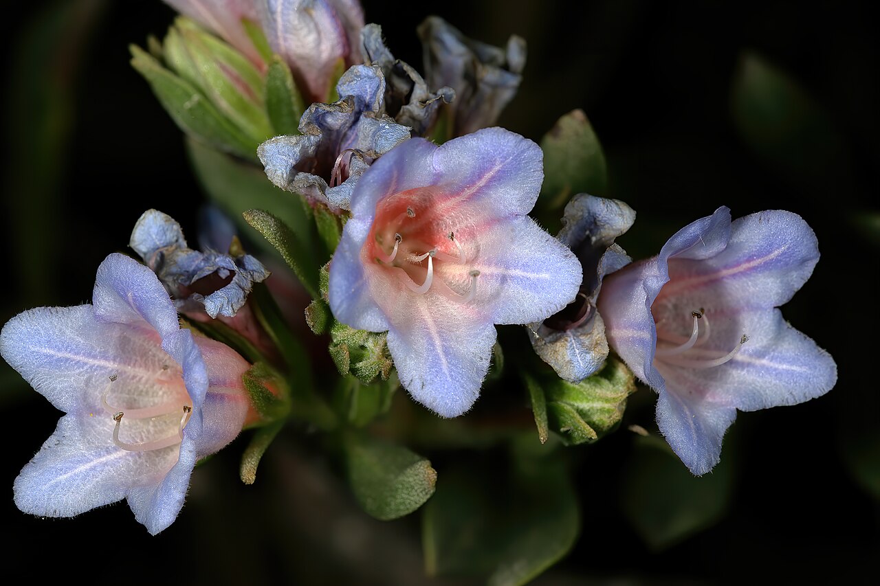 Lobostemon fruticosus: Lobostemon fruticosus , flowers; Manie van der Schijff Botanical Garden, University of Pretoria, Pretoria, Gauteng, South Africa