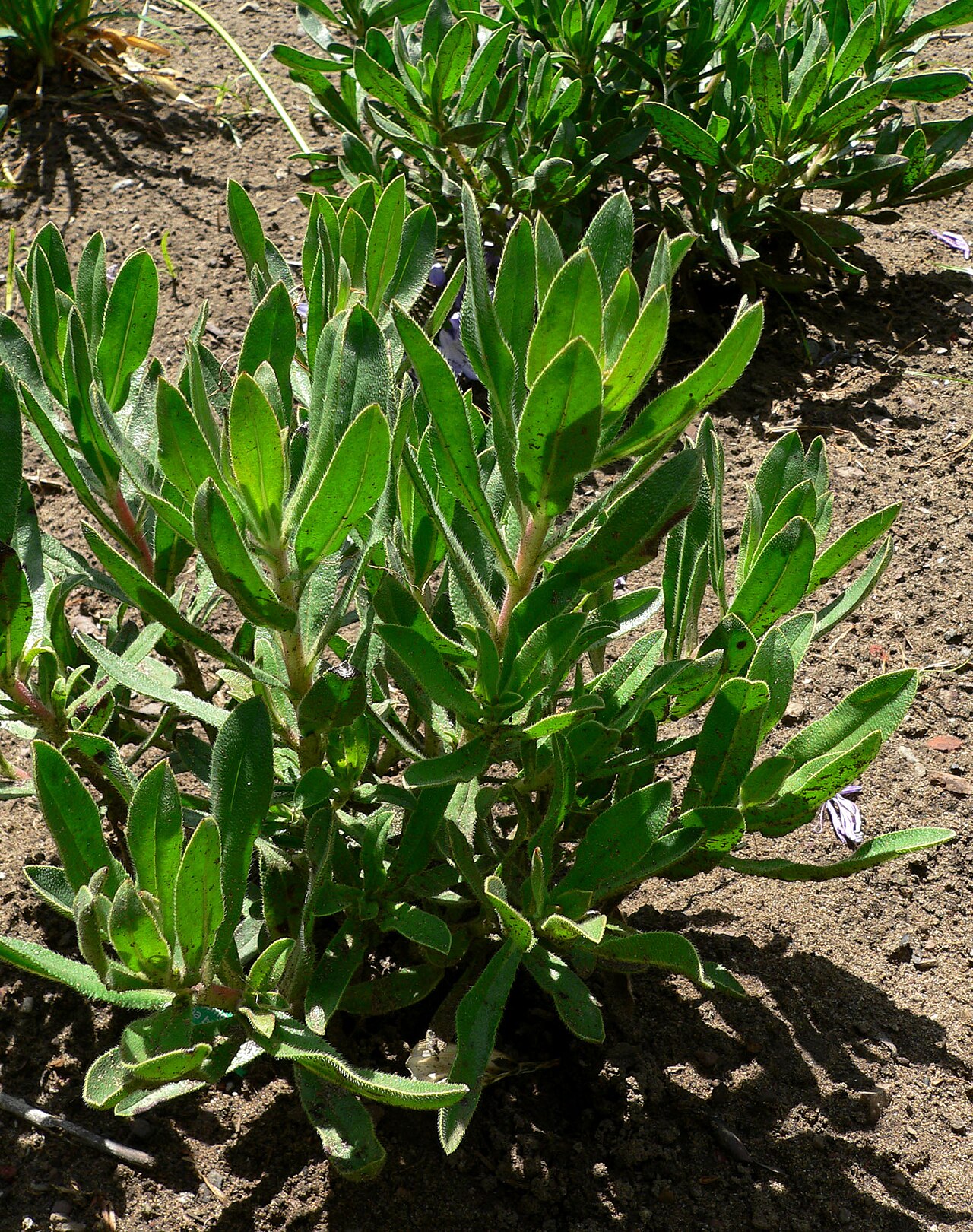 Lobostemon fruticosus: Lobostemon fruticosus at the San Francisco Botanical Garden