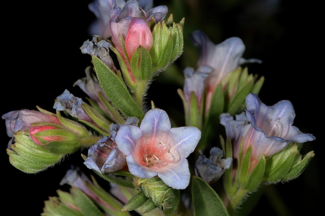 Lobostemon fruticosus: Lobostemon fruticosus , flowers; Manie van der Schijff Botanical Garden, University of Pretoria, Pretoria, Gauteng, South Africa