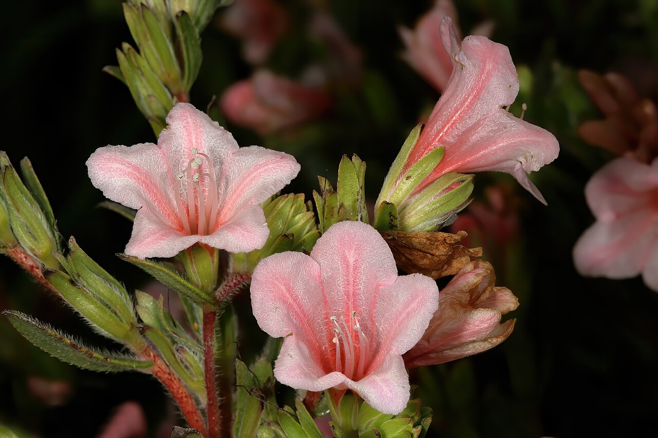 Lobostemon fruticosus: Lobostemon fruticosus , flowers (pink-flowered form); between Mamre and Darling, Western Cape, South Africa