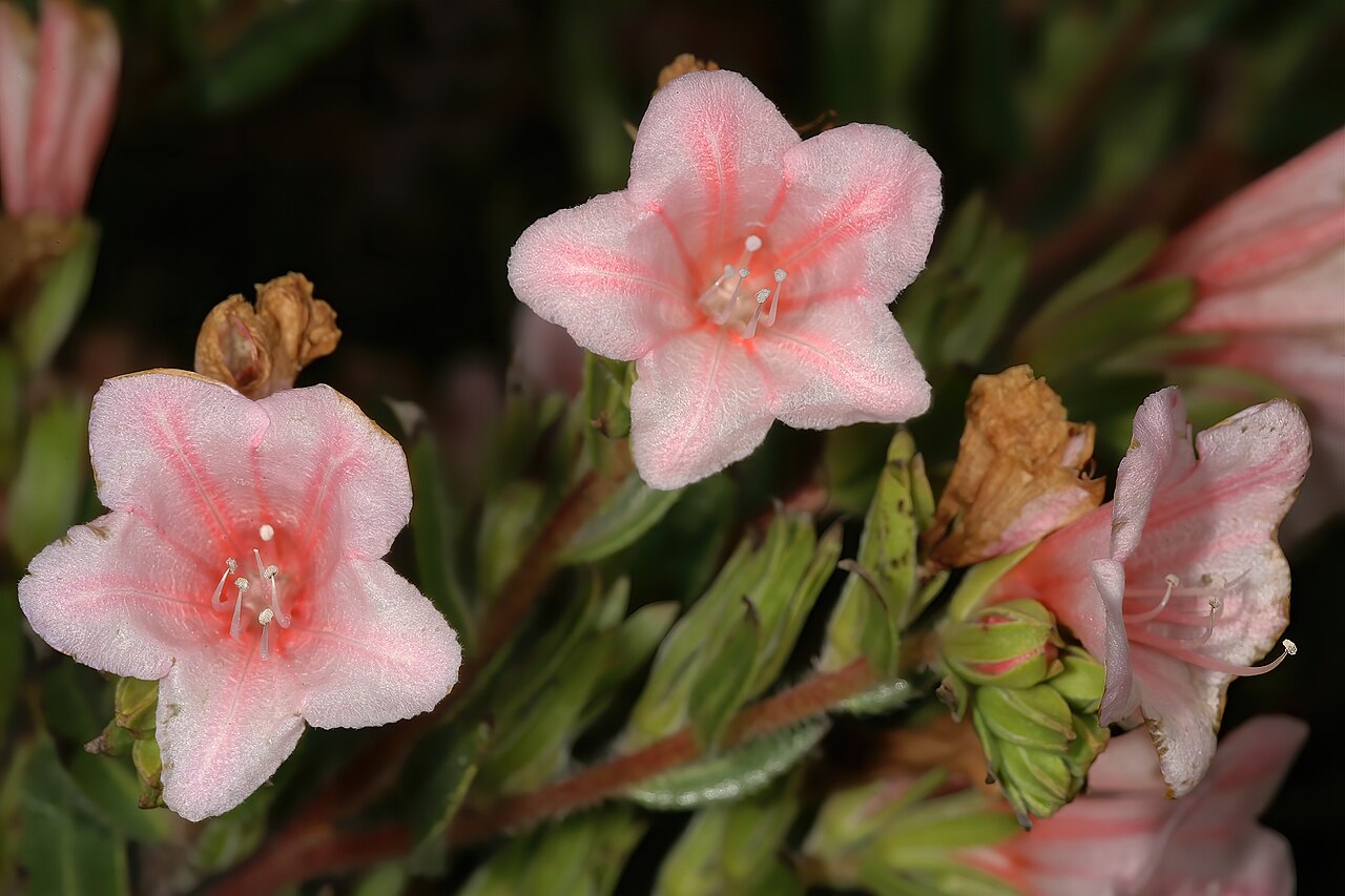 Lobostemon fruticosus: Lobostemon fruticosus , flowers (pink-flowered form); between Mamre and Darling, Western Cape, South Africa