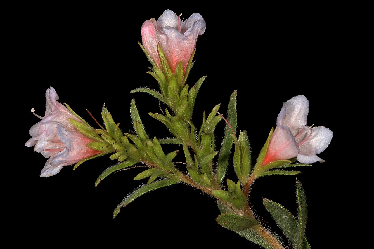 Lobostemon fruticosus: Lobostemon fruticosus , flowers; Paarlberg Nature Reserve, Paarl, Western Cape, South Africa