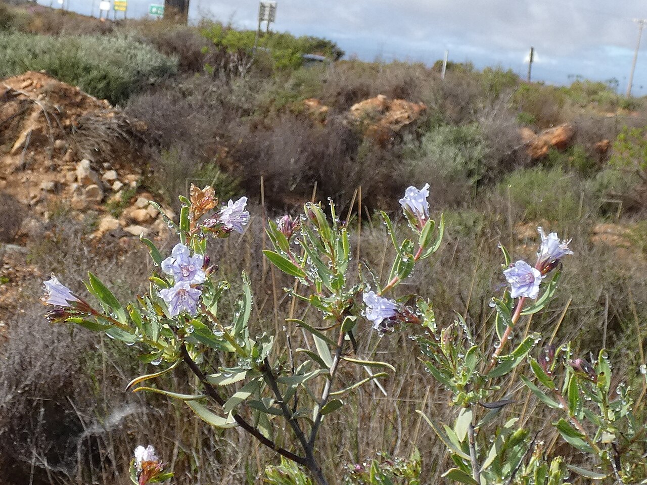 Lobostemon glaucophyllus: Lobostemon glaucophyllus , photographed on the Gifberg
