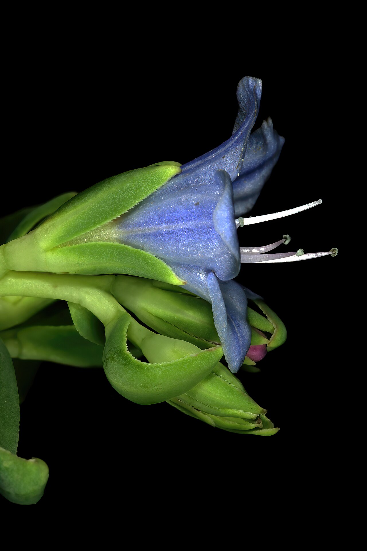Lobostemon glaucophyllus: Lobostemon glaucophyllus , flower; Paarlberg Nature Reserve, Paarl, Western Cape, South Africa