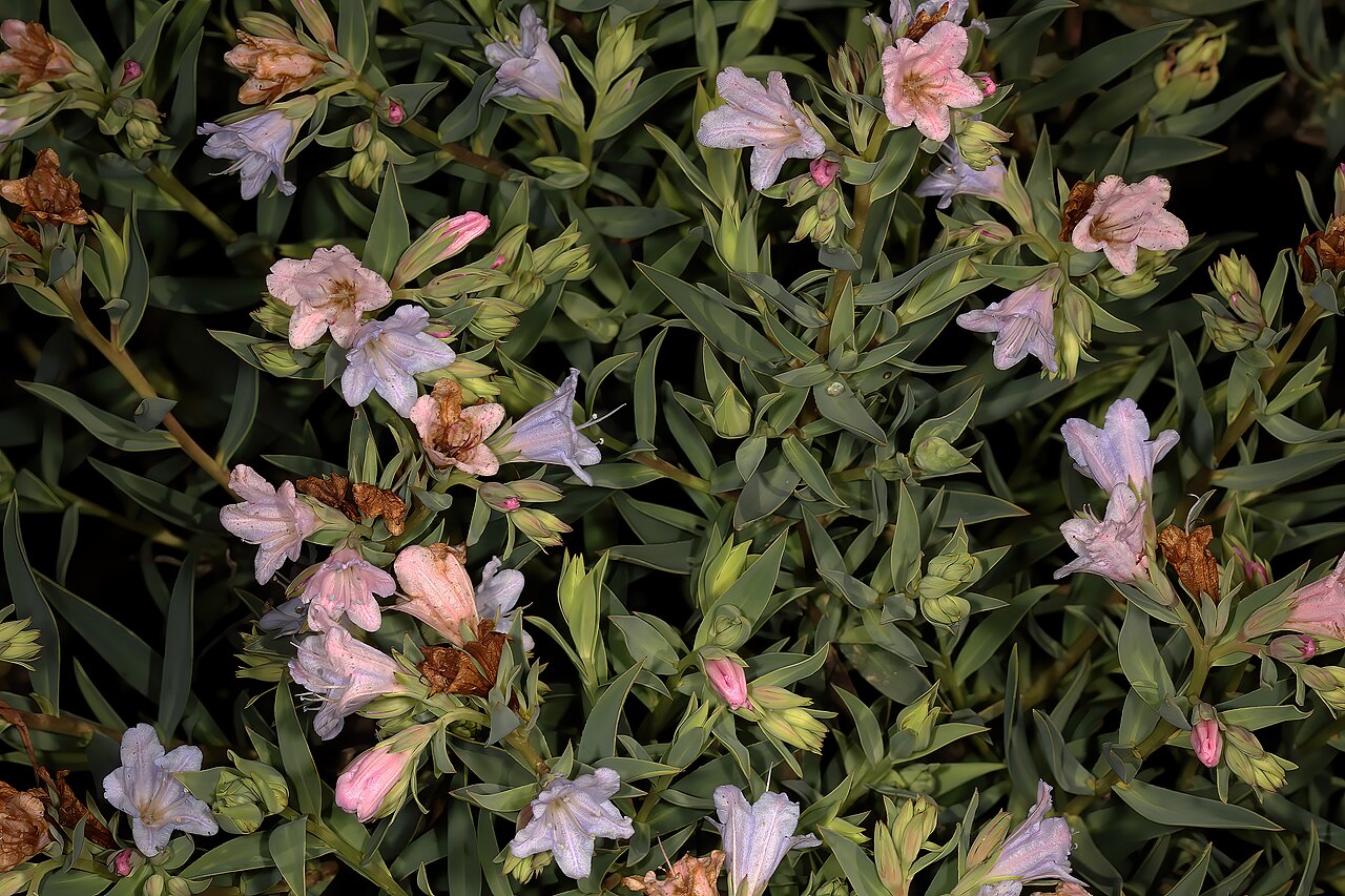 Lobostemon glaucophyllus: Lobostemon glaucophyllus , flowers; Nardouwsberg Pass, Clanwilliam, Western Cape, South Africa