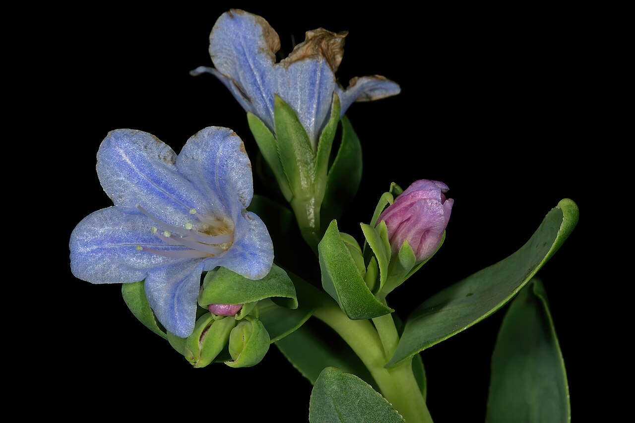 Lobostemon glaucophyllus: Lobostemon glaucophyllus , flowers; Paarlberg Nature Reserve, Paarl, Western Cape, South Africa
