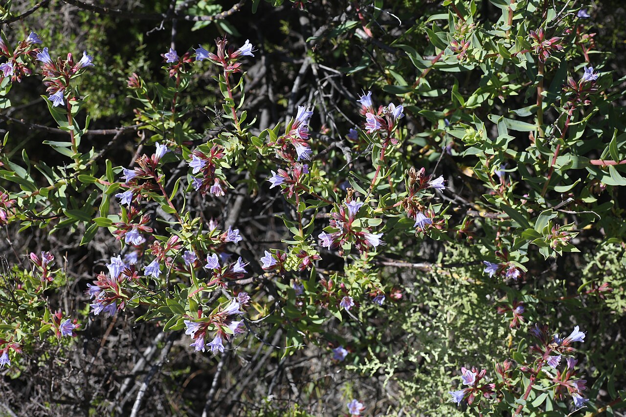 Lobostemon glaucophyllus: Cederberg Sandstone Fynbos – Cederberg Wilderness Area, Clanwilliam, Western Cape, South Africa
