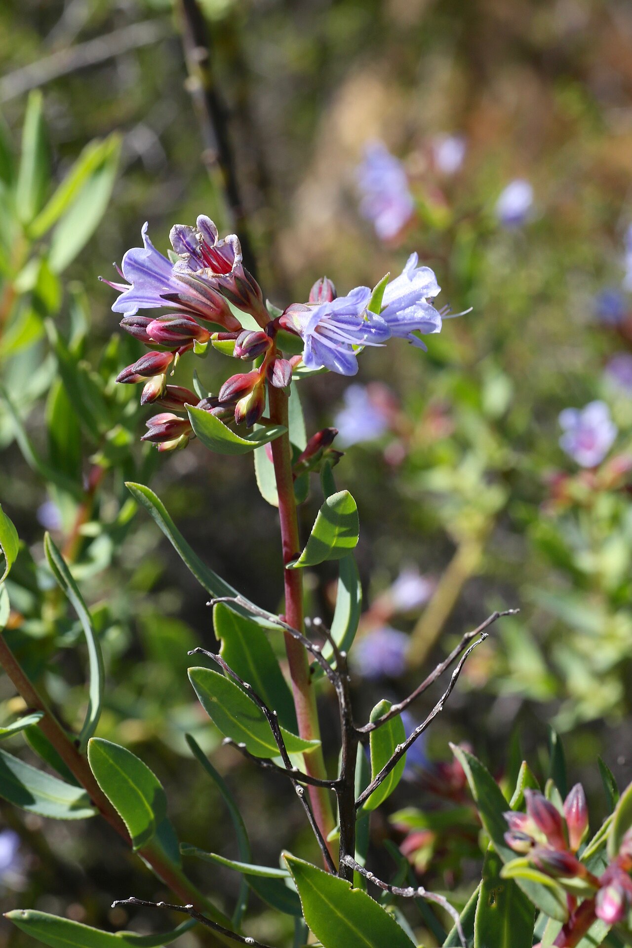 Lobostemon glaucophyllus: Cederberg Sandstone Fynbos – Cederberg Wilderness Area, Clanwilliam, Western Cape, South Africa