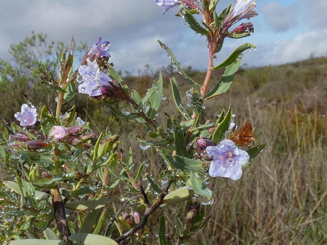 Lobostemon glaucophyllus: Lobostemon glaucophyllus , photographed on the Gifberg