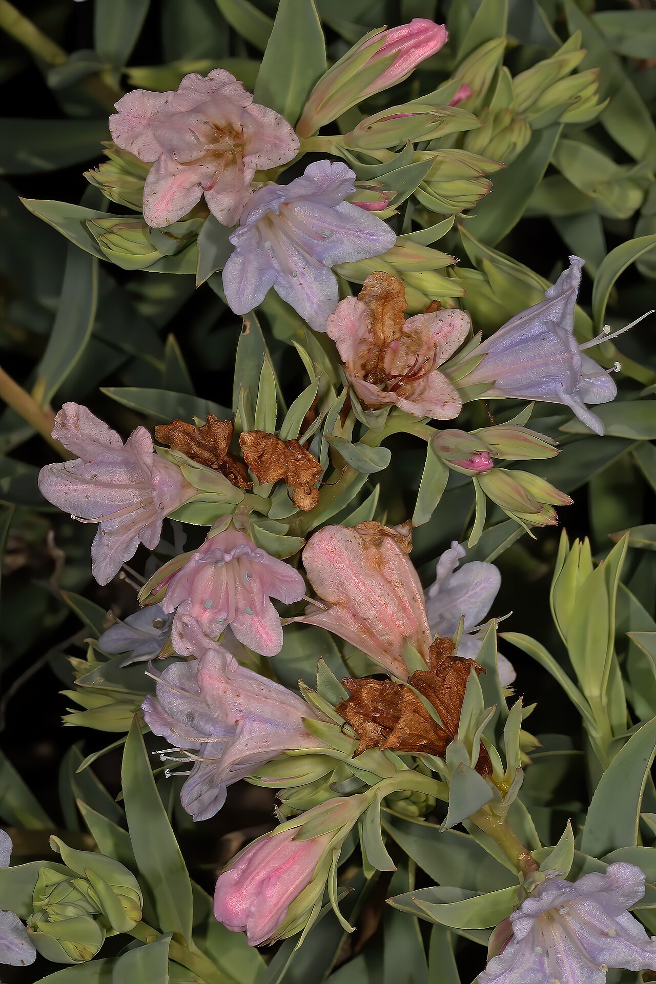 Lobostemon glaucophyllus: Lobostemon glaucophyllus , flowers; Nardouwsberg Pass, Clanwilliam, Western Cape, South Africa
