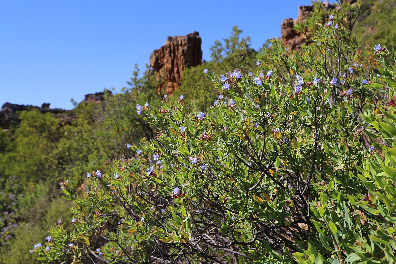 Lobostemon glaucophyllus: Cederberg Sandstone Fynbos – Cederberg Wilderness Area, Clanwilliam, Western Cape, South Africa
