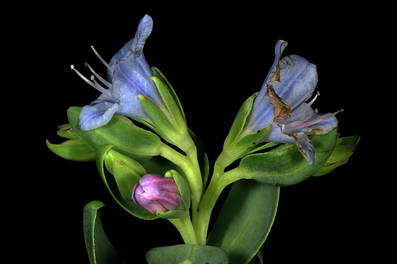 Lobostemon glaucophyllus: Lobostemon glaucophyllus , flowers; Paarlberg Nature Reserve, Paarl, Western Cape, South Africa