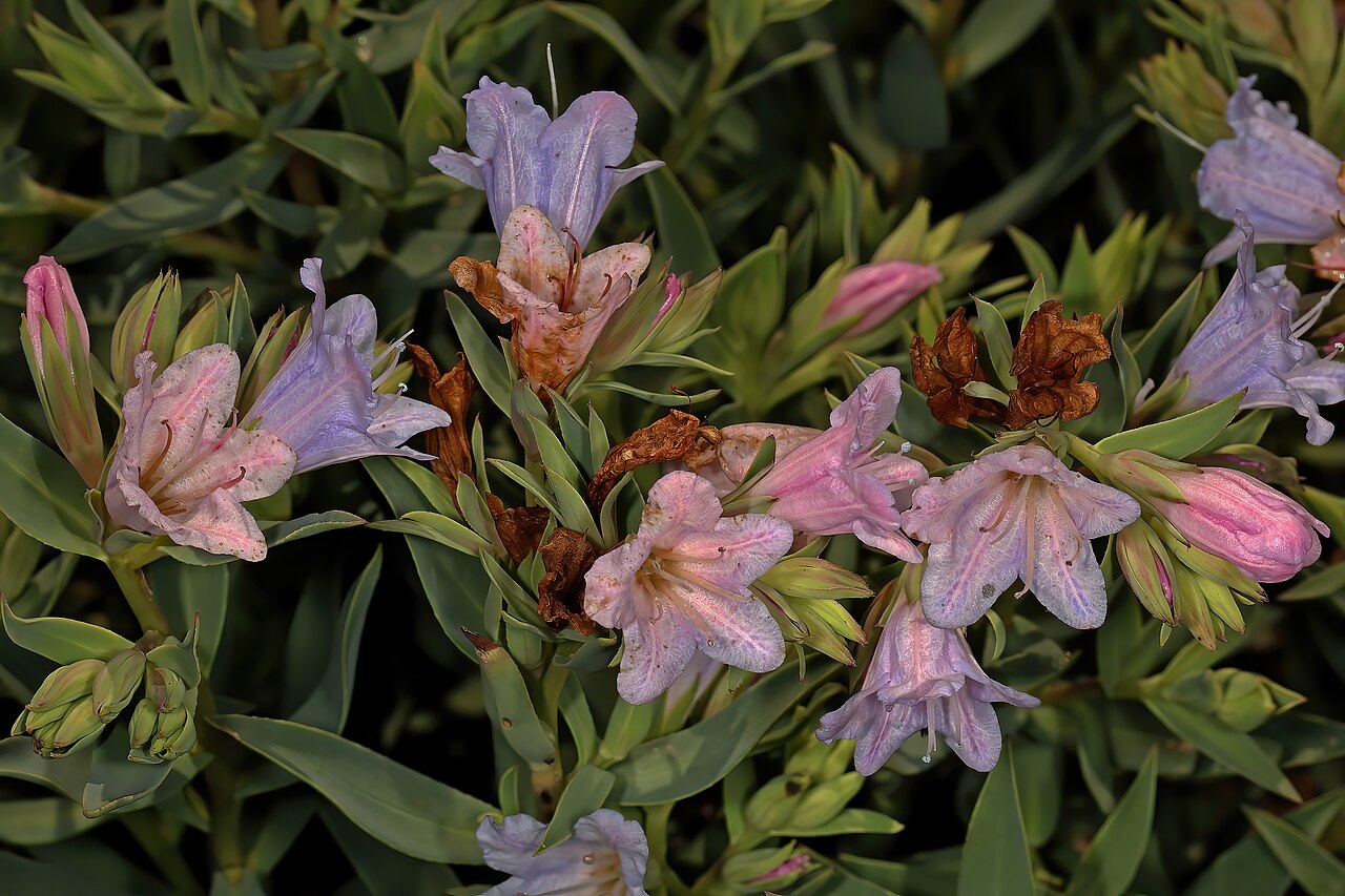 Lobostemon glaucophyllus: Lobostemon glaucophyllus , flowers; Nardouwsberg Pass, Clanwilliam, Western Cape, South Africa