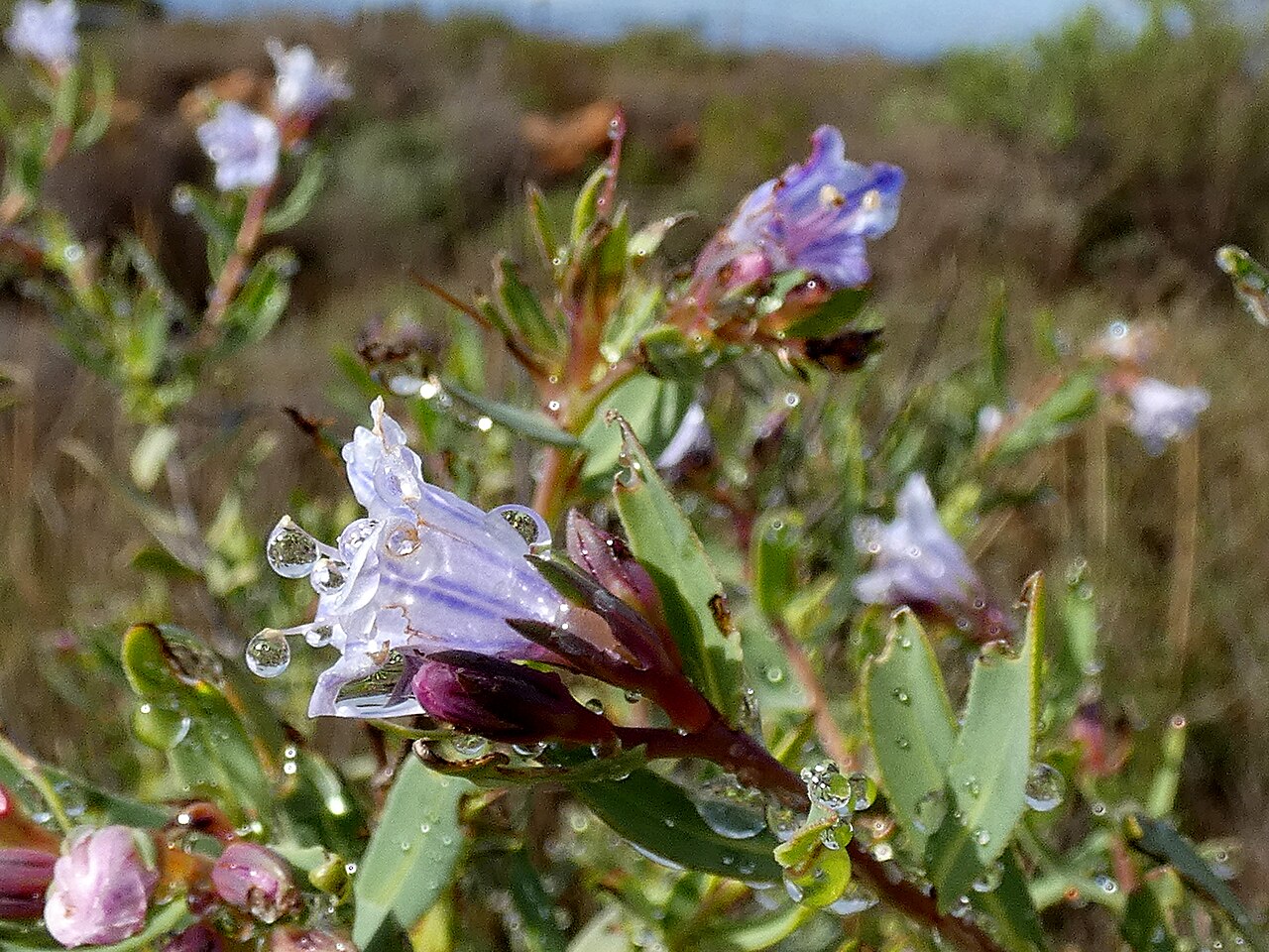 Lobostemon glaucophyllus: Lobostemon glaucophyllus , photographed on the Gifberg