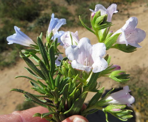 Lobostemon marlothii (Lobostemon marlothii)