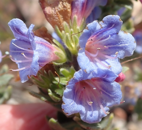 Lobostemon marlothii (Lobostemon marlothii)