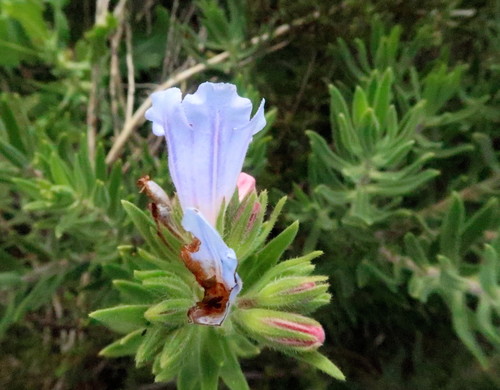 Lobostemon marlothii (Lobostemon marlothii)