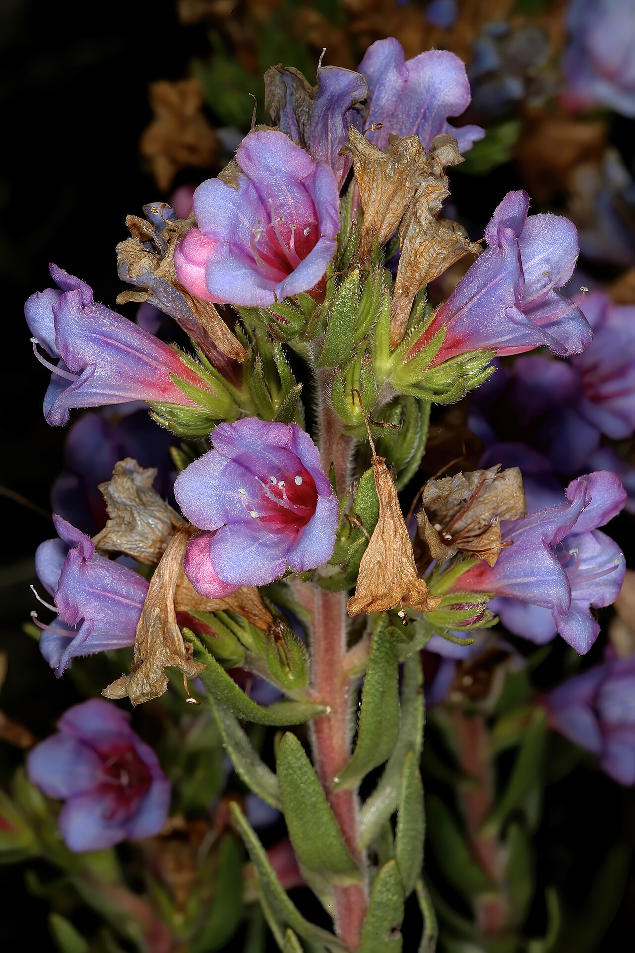 Lobostemon marlothii: Lobostemon marlothii , flowers; foothills of Outeniqua Mountains near village of Herold, Little Karoo, Western Cape, South Africa