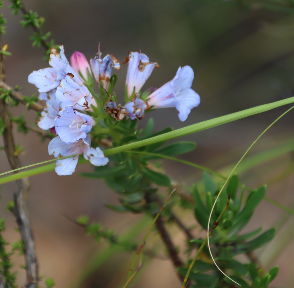 Lobostemon marlothii (Lobostemon marlothii)