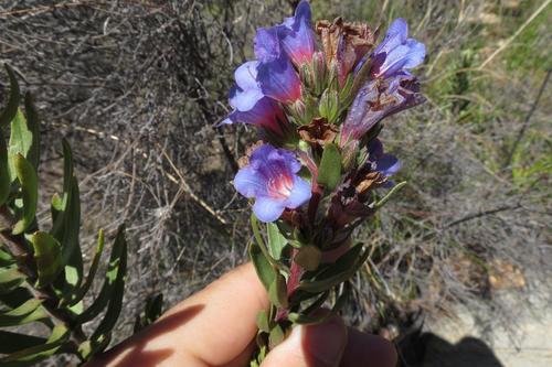 Lobostemon marlothii (Lobostemon marlothii)