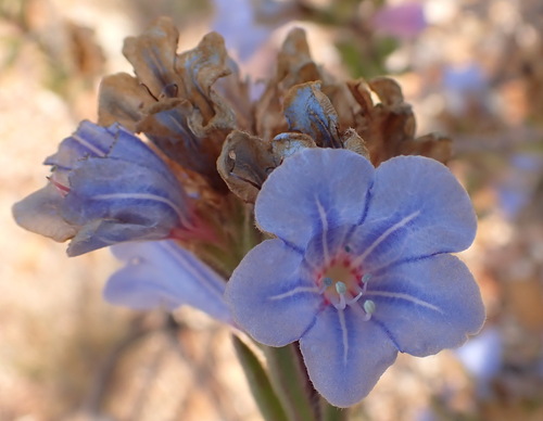 Lobostemon marlothii (Lobostemon marlothii)