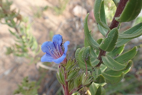 Lobostemon marlothii (Lobostemon marlothii)