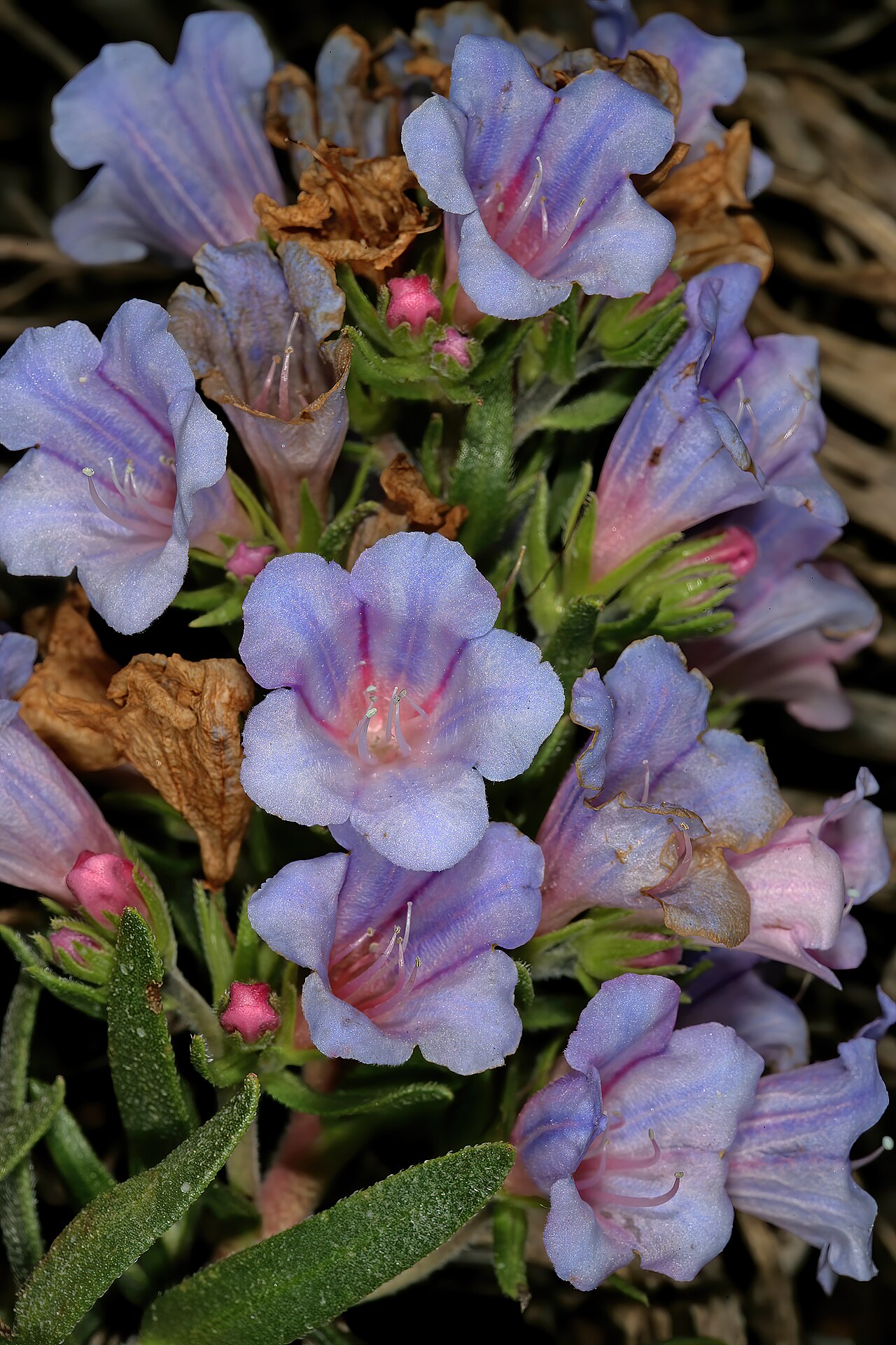 Lobostemon marlothii: Lobostemon marlothii , flowers; foothills of Outeniqua Mountains near village of Herold, Little Karoo, Western Cape, South Africa