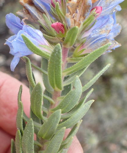 Lobostemon marlothii (Lobostemon marlothii)