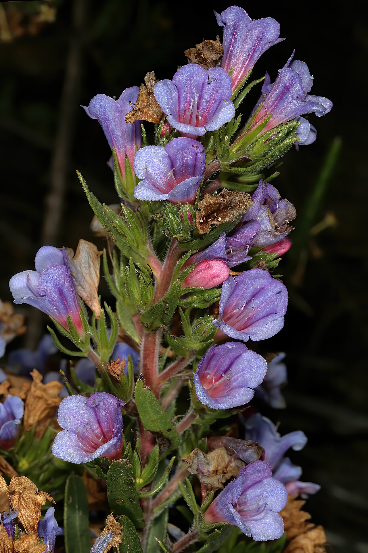Lobostemon marlothii: Lobostemon marlothii , flowers; foothills of Outeniqua Mountains near village of Herold, Little Karoo, Western Cape, South Africa