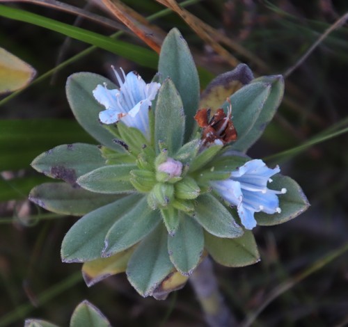 Lobostemon montanus (Lobostemon montanus)