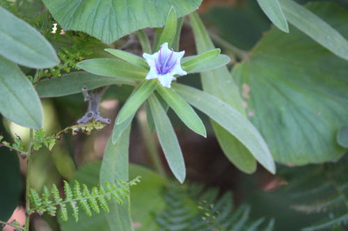 Lobostemon montanus (Lobostemon montanus)