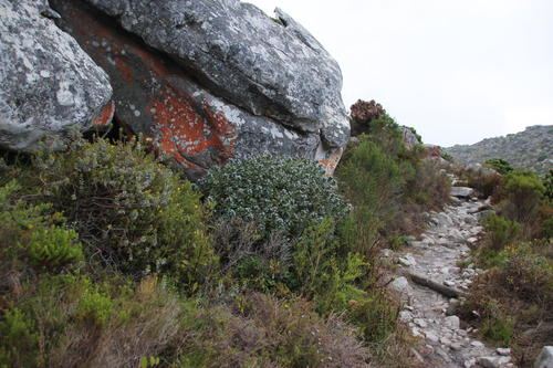 Lobostemon montanus (Lobostemon montanus)