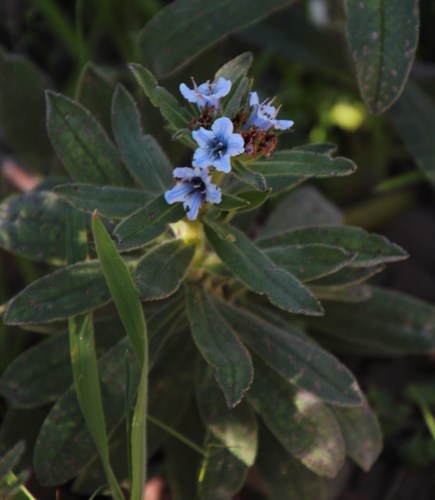 Lobostemon montanus (Lobostemon montanus)