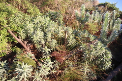 Lobostemon montanus (Lobostemon montanus)