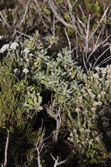 Lobostemon montanus (Lobostemon montanus)