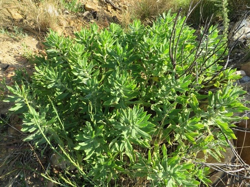 Lobostemon montanus (Lobostemon montanus)