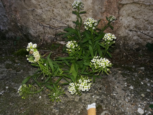 Sweet alyssum (Lobularia maritima)