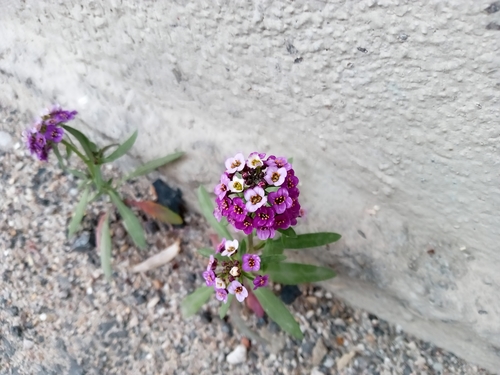 Sweet alyssum