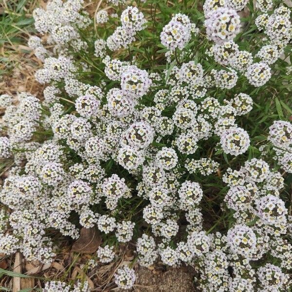 Sweet alyssum (Lobularia maritima)