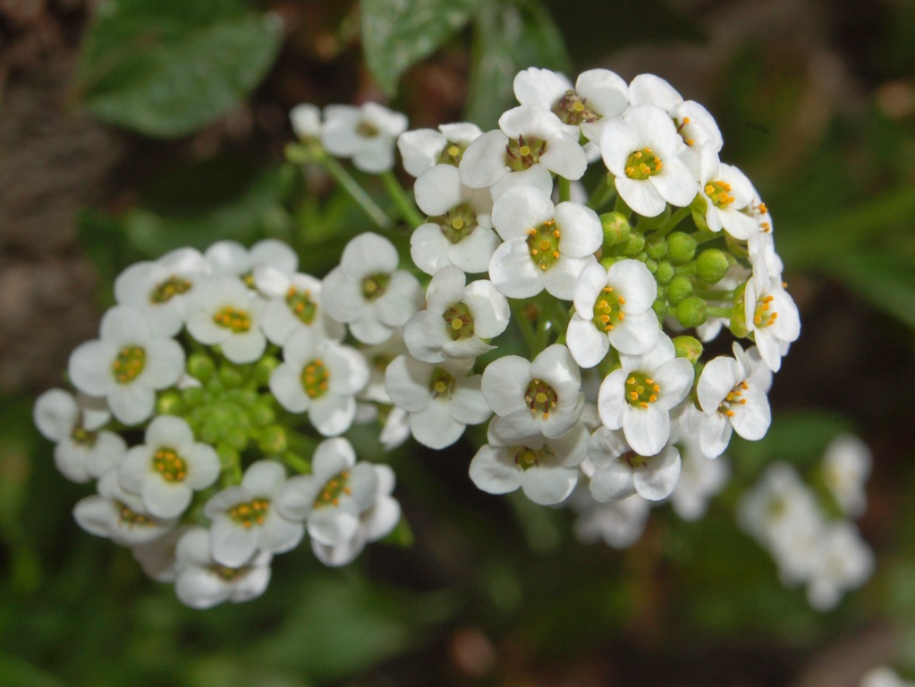 Sweet alyssum: Lobularia maritima - Genova, Italy